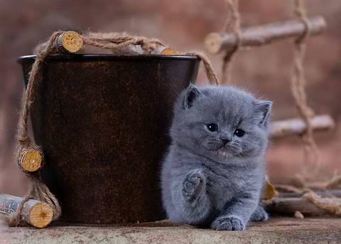 Little Kitten