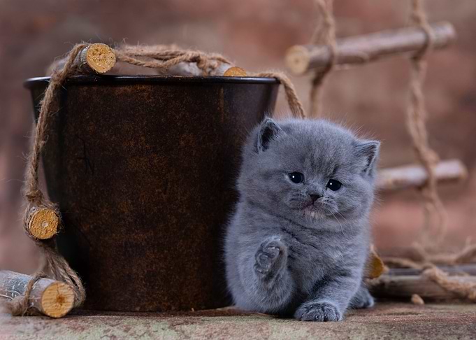 Little Kitten