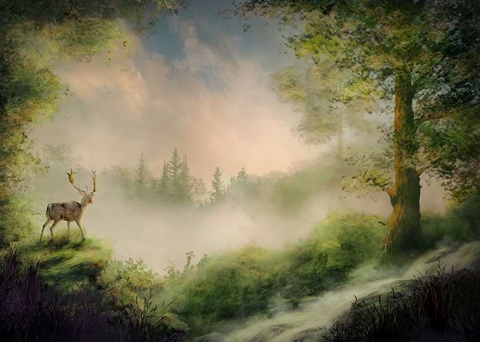 The old Forest