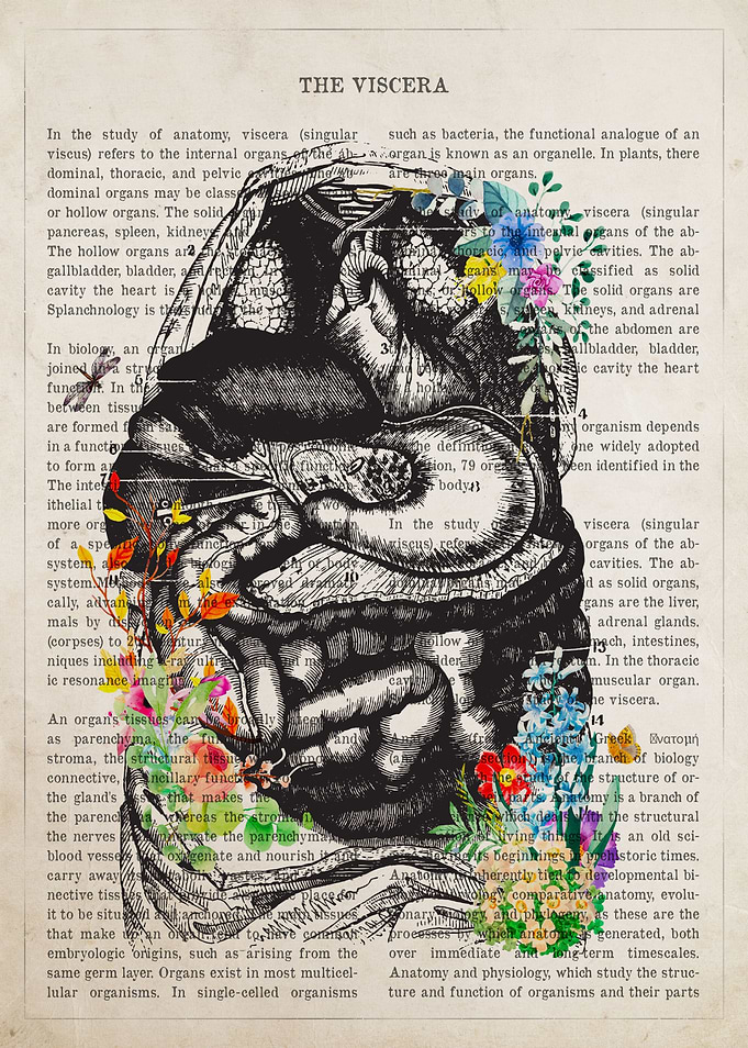 Viscera Anatomy