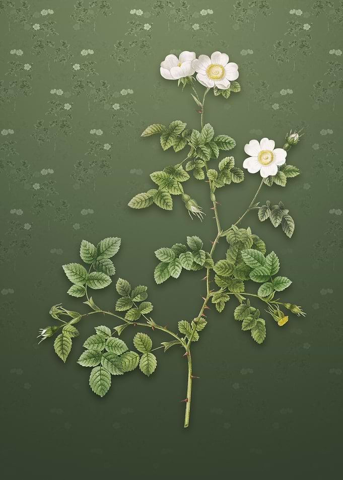 White Sweetbriar Rose