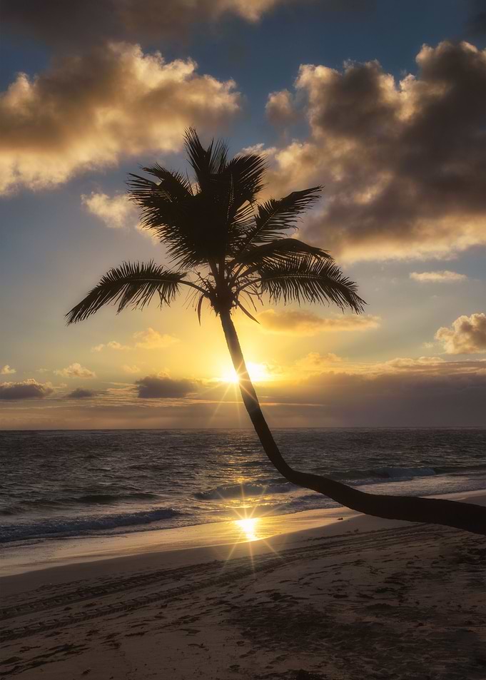 coconut tree