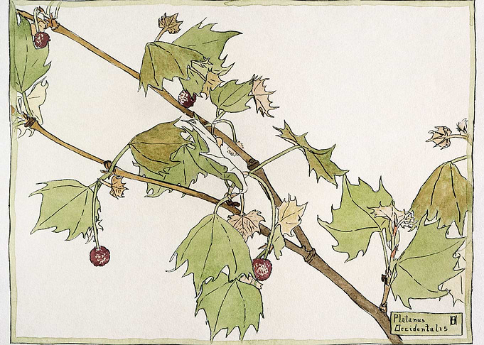 Sycamore 1915 by Hannah