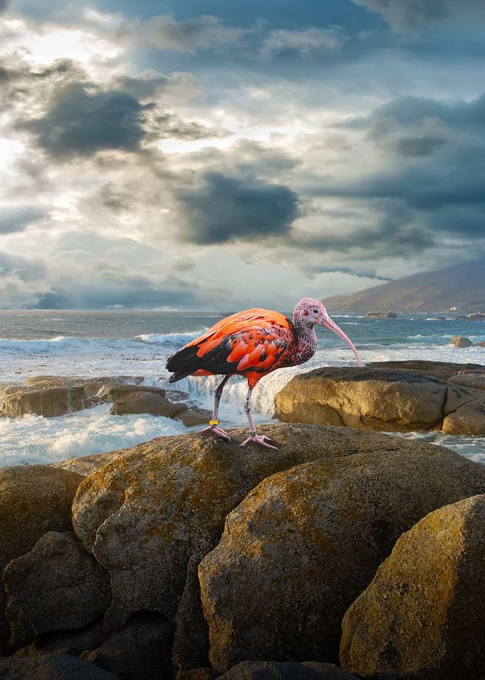 Scarlet Ibis
