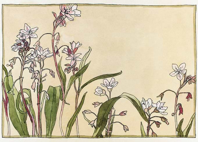 Spring Beauty 1915 Hannah