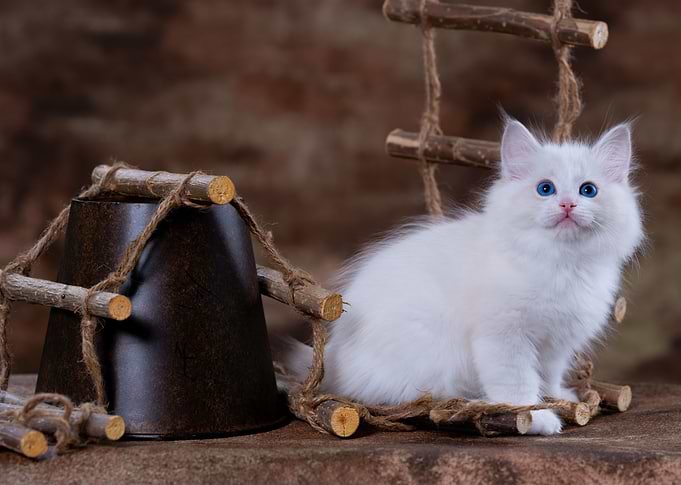Kitten White