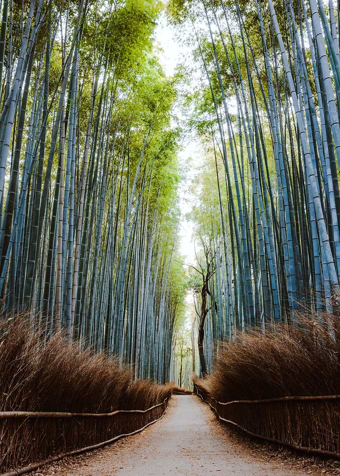 Arashiyama bamboo forest