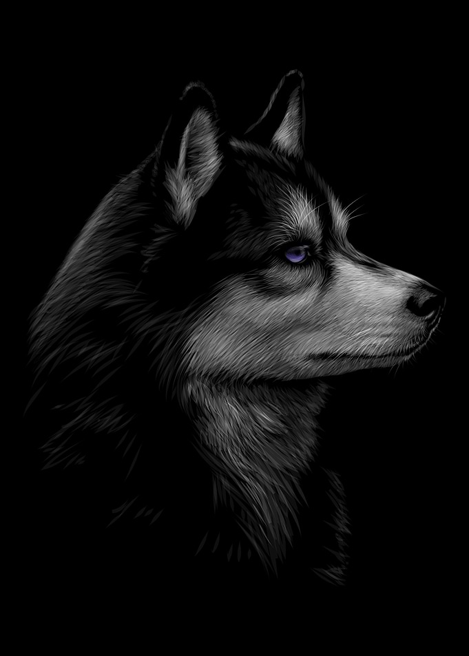 Siberian Husky