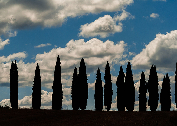 Volterra Cypresses