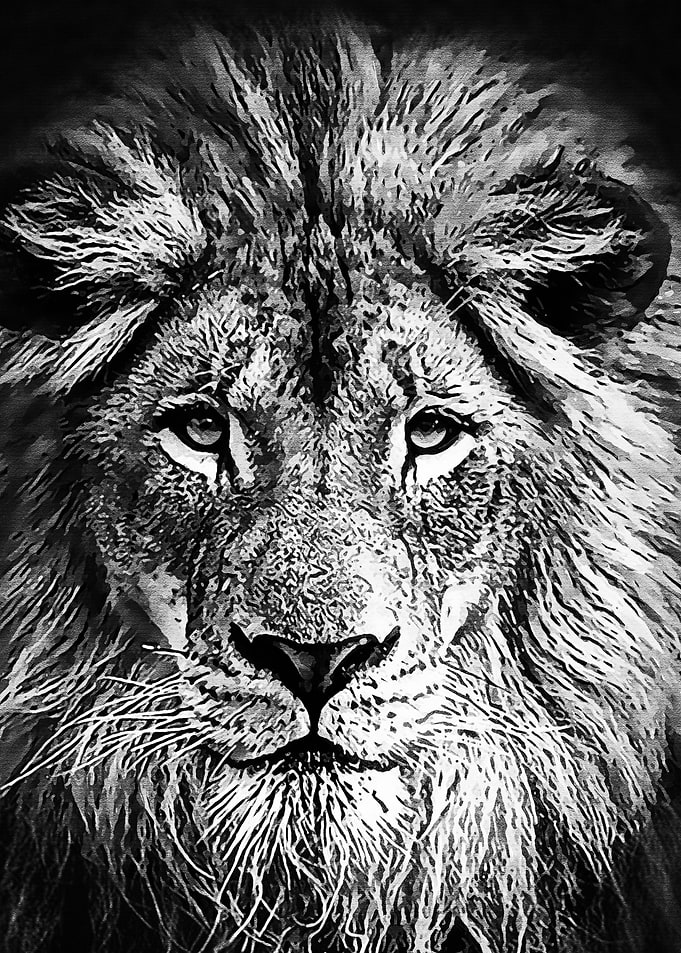 Black Lion