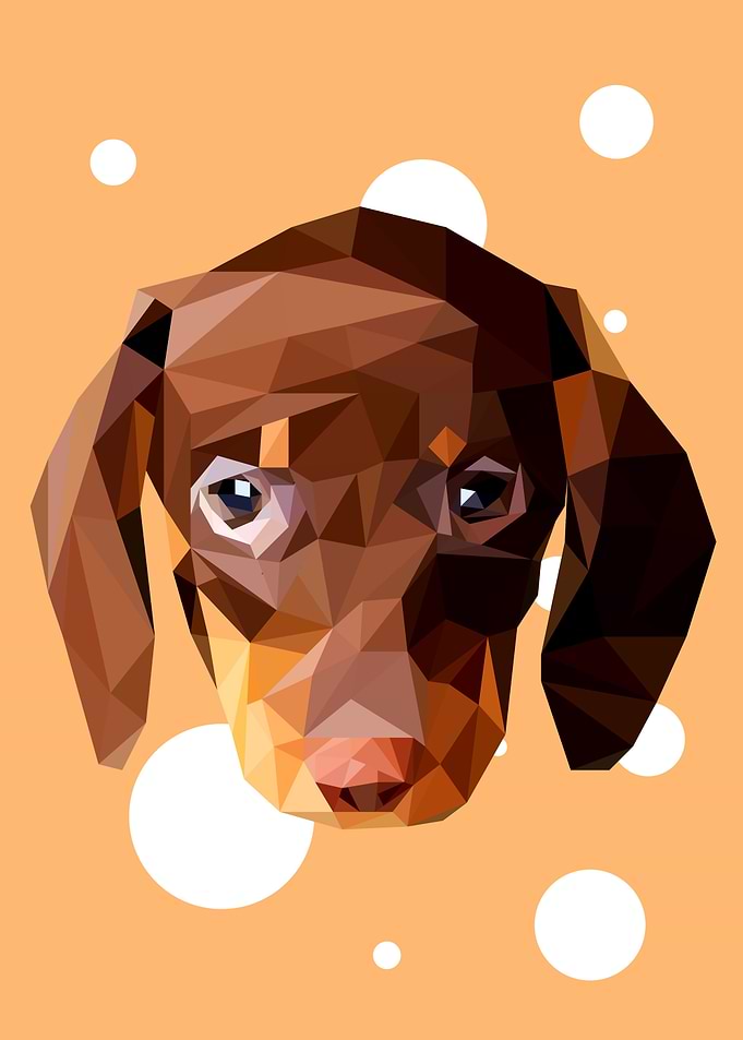 Dachshund