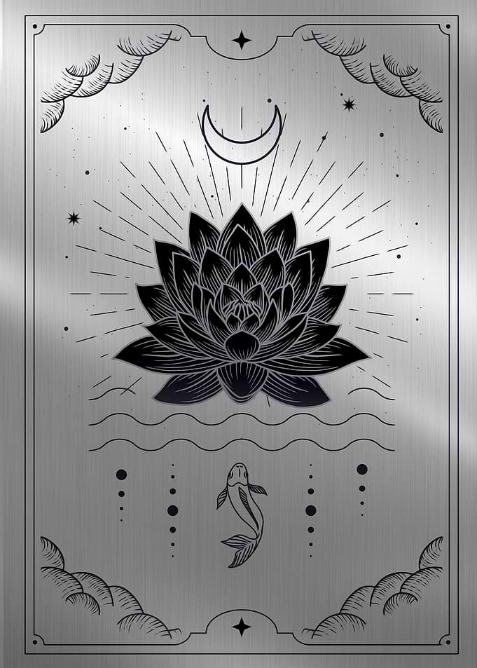 Lotus flowers blooming