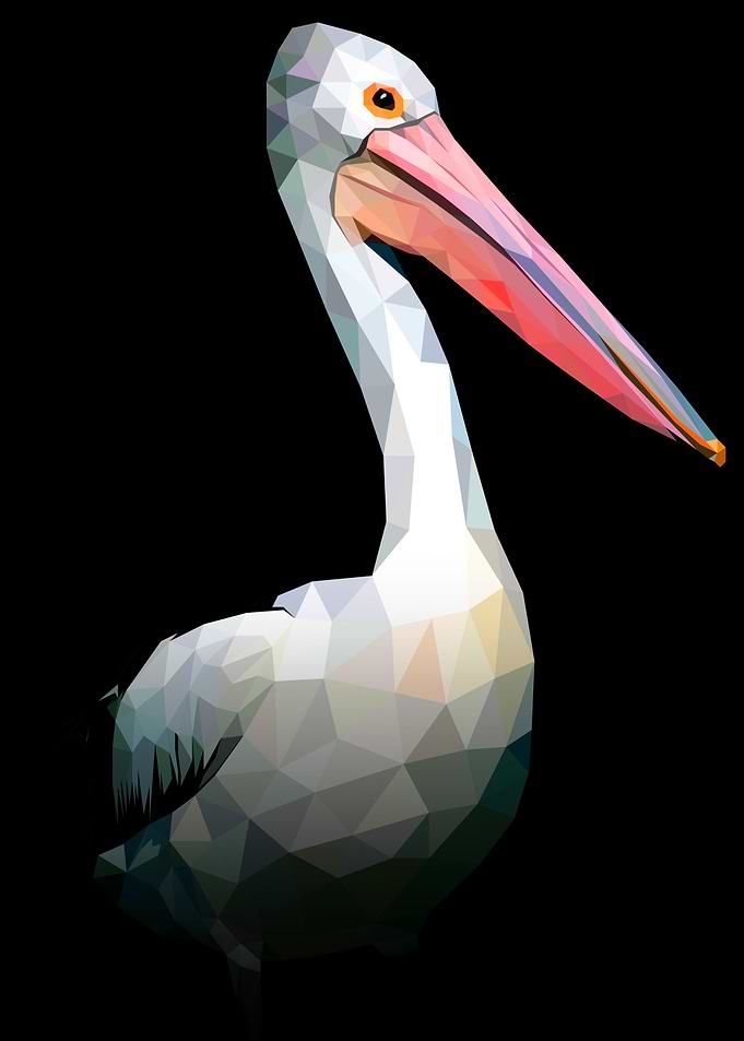 Pelican