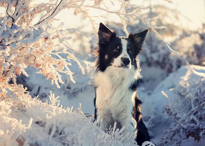 Border collie in winter
