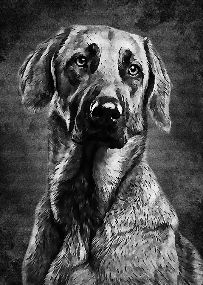 Black Dog New