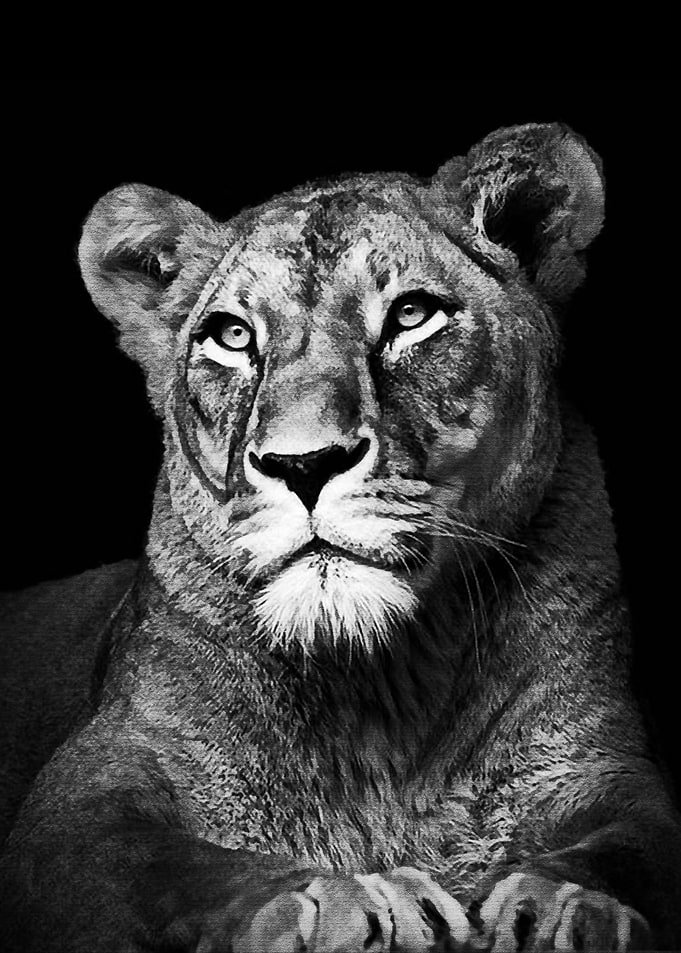 Black Puma