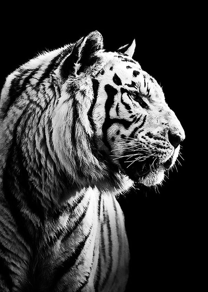 Black Tiger