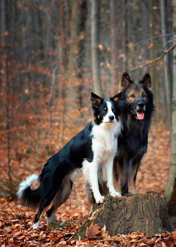 Purebred dogs in forest
