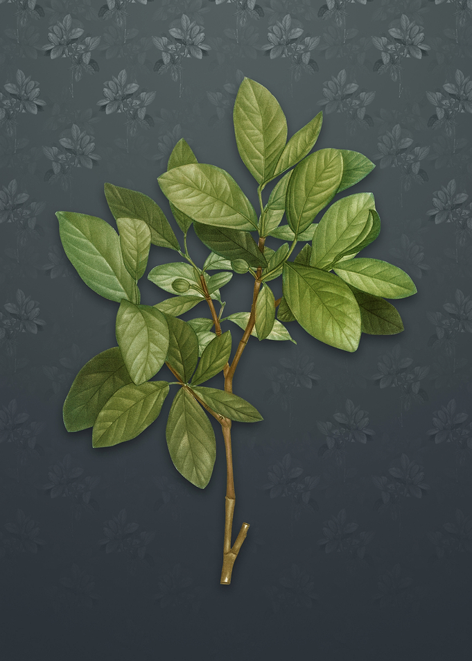 Eastern Leatherwood
