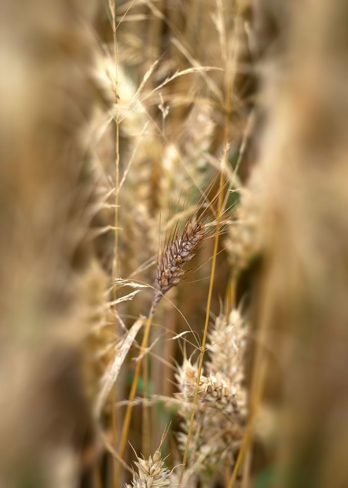 Grain