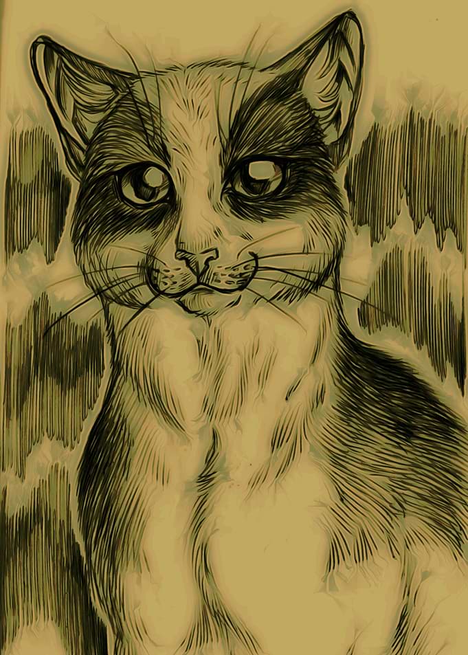 Bicolor cat