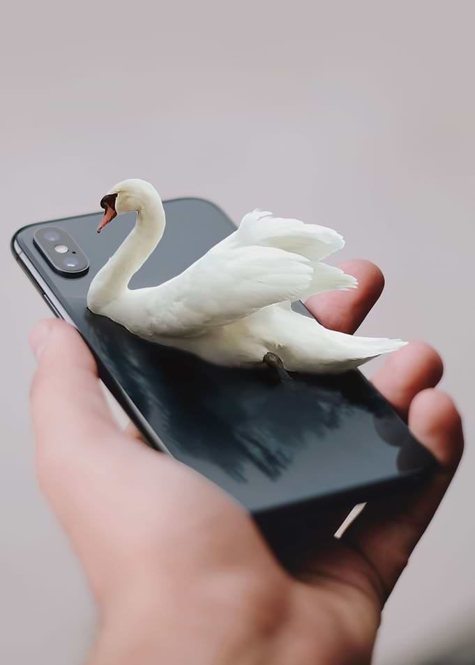 Animal Fantasy