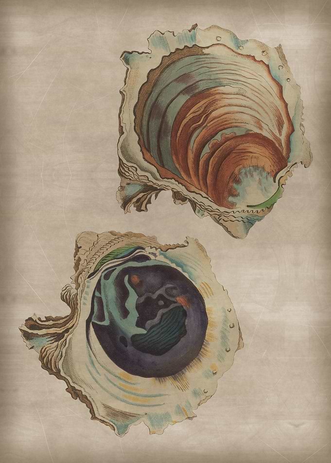 Vintage Oyster Twin
