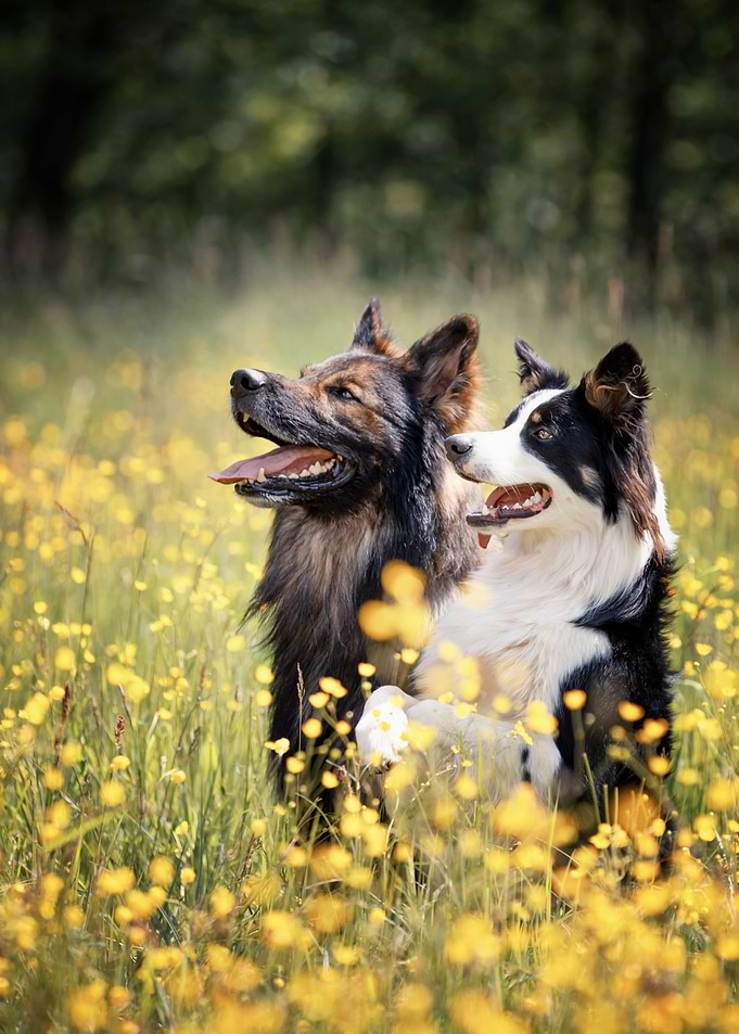 Purebred dogs in meadow