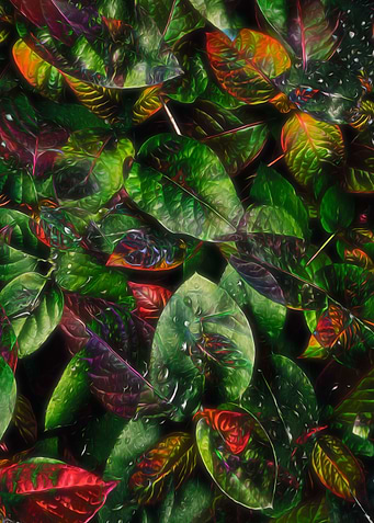 Happy Leaves