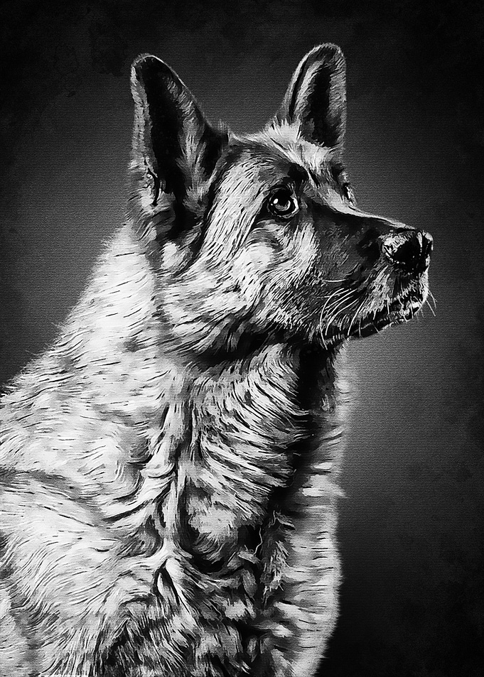 Black Hunting Dog
