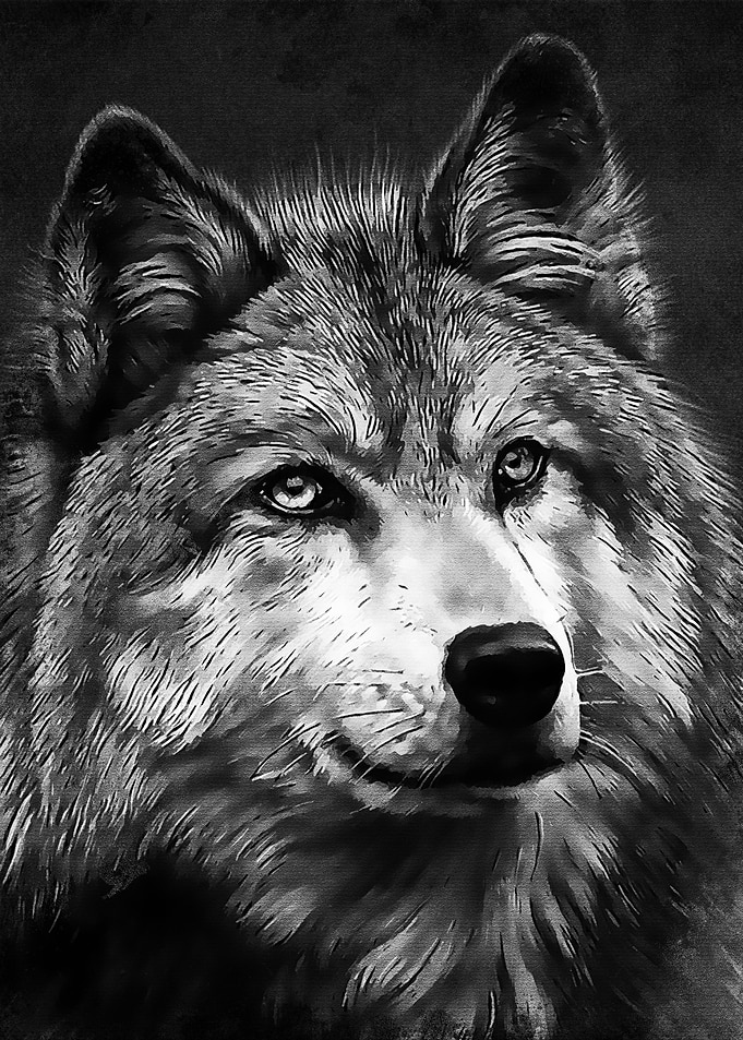 Black Fox