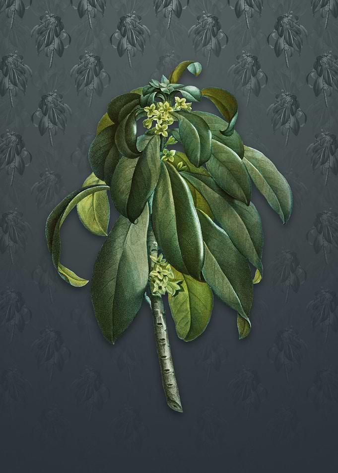 Spurge Laurel Weeds