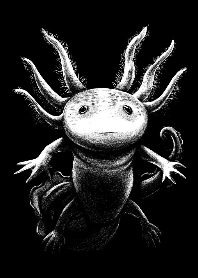 Axolotl
