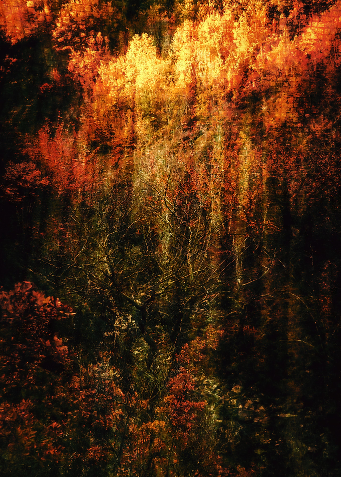 Tree of solitude