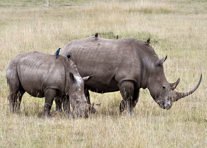 Africa Wild Rhino Safari