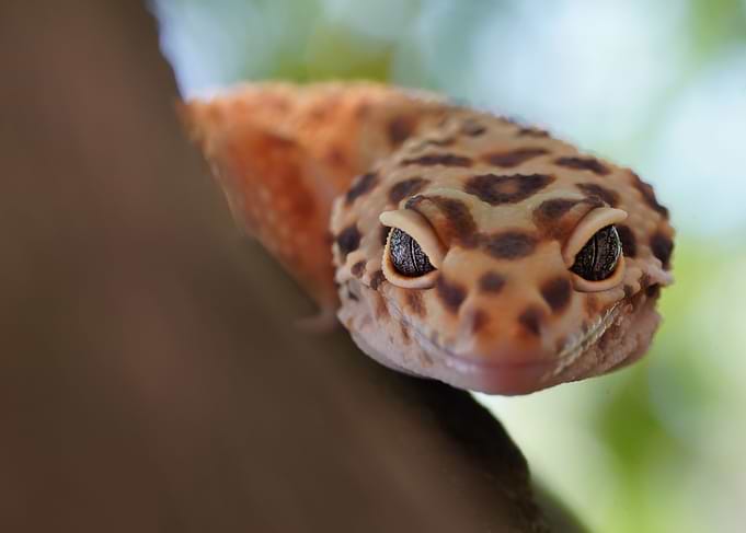 close up of a gecko