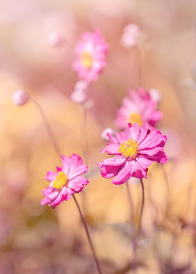 Pink summer anemone, macro