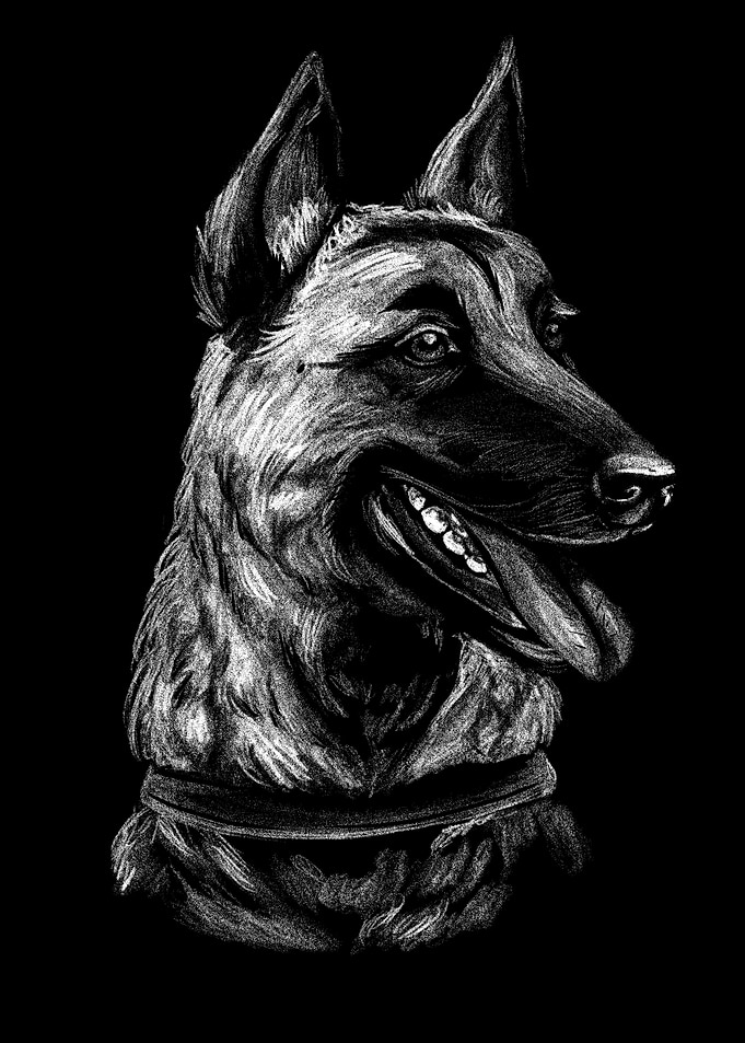 Malinois