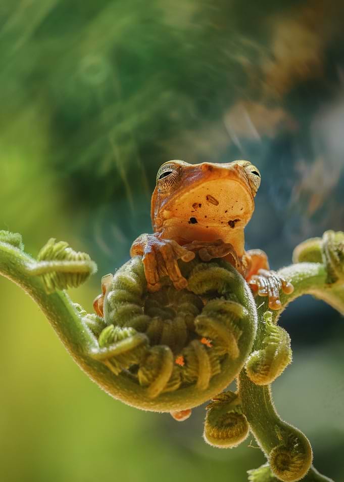 frog macro animal natur
