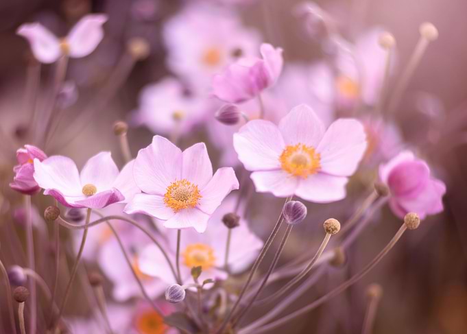 Pink summer anemone, macro