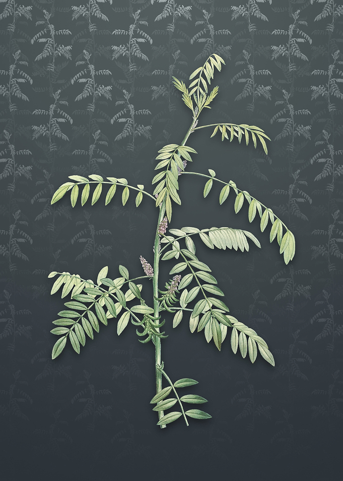 Flowering Indigo Plant