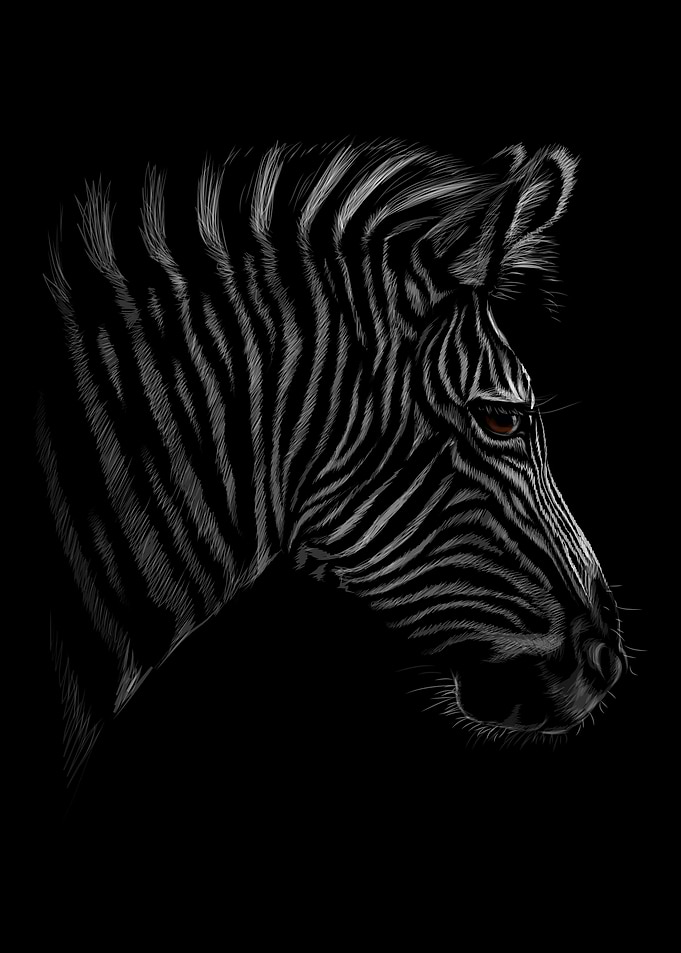 Zebra