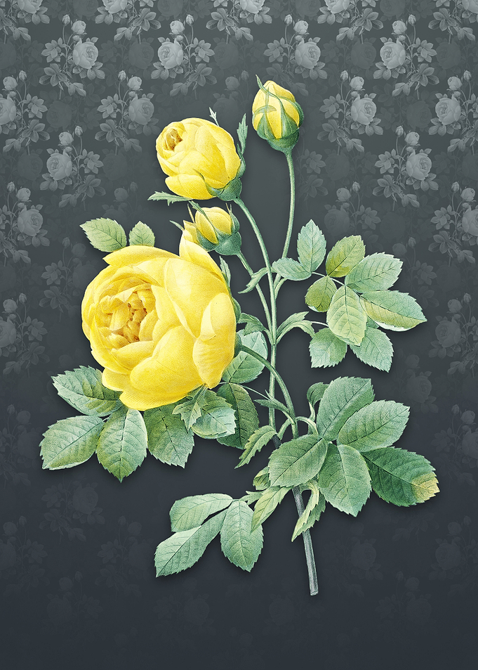 Vintage Yellow Rose