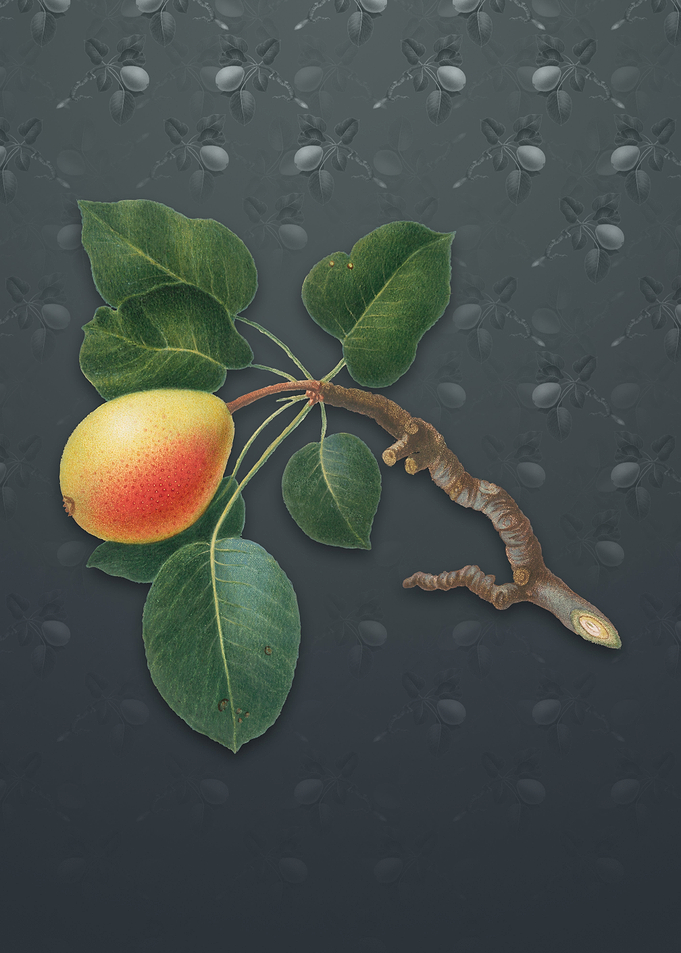 Vintage Pear on Slate Gray