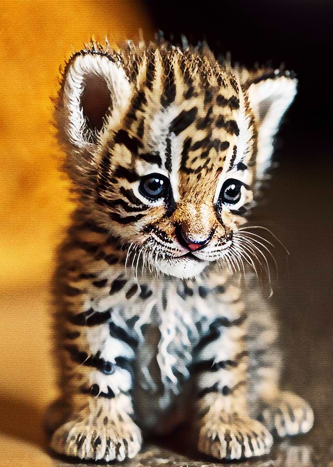 Cute Tiger