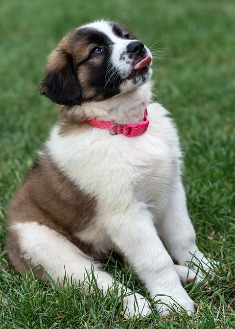 Lola