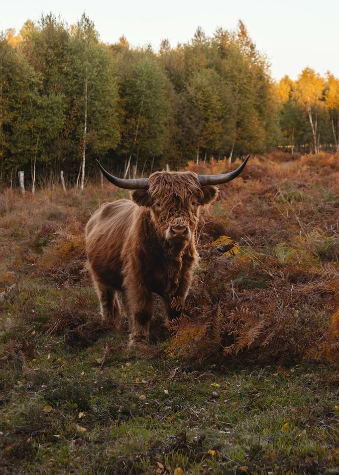 Highland Cow