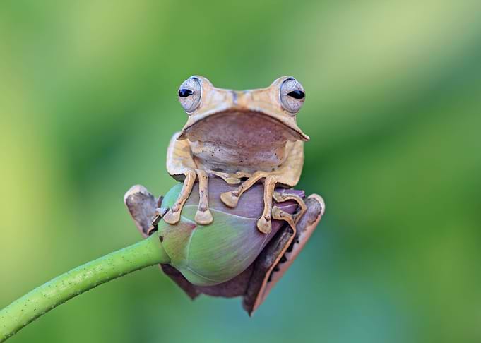 Frog