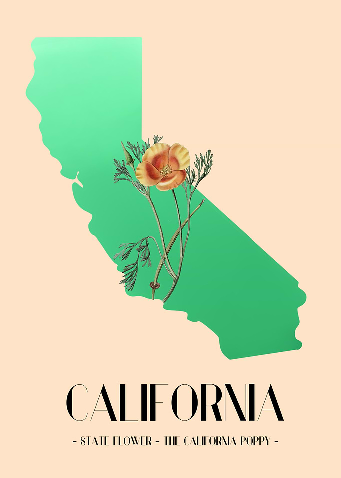 California Poppy
