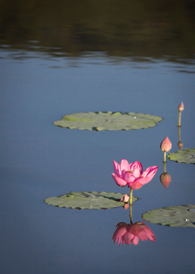 lotus